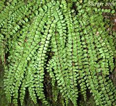 Image result for Asplenium trichomanes
