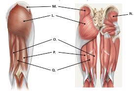 Large ligaments, tendons, and muscles around the hip joint hold the bones (ball and socket) in place and keep it from dislocating. Muscles That Act On The Thigh And Knee Posterior Hip And Thigh Muscles Diagram Quizlet