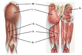 Jul 06, 2021 · the hip muscles encompass many muscles of the hip and thigh whose main function is to act on the thigh at the hip joint and stabilize the pelvis. Muscles That Act On The Thigh And Knee Posterior Hip And Thigh Muscles Diagram Quizlet