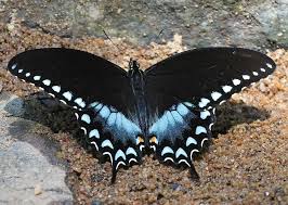 Image result for Buchnera libenii