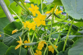 Image result for female flowers cucumber