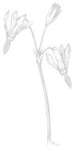 Grasslands Under Siege Special Feature