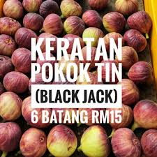 Cara menanam pokok tin dari keratan tut de fig klang. Keratan Batang Tin Varieti Black Jack Cutting Pokok Tin Benih Pokok Tin Shopee Malaysia