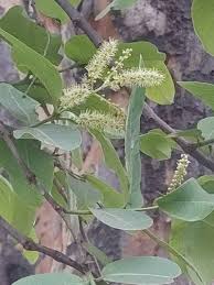 Image result for Terminalia arjuna