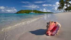 Photo Of Live Adult Queen Conch With Shell Aperture Turned Up To Reveal...  | Download Scientific Diagram
