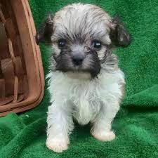 We did not find results for: Teddy Bear Shichon Pups Rosehill Kennel Home Facebook