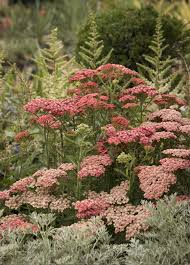 Apricot delight yarrow will grow to be about 12 inches tall at maturity, with a spread of 12 inches. Pin On Plants For Backyard