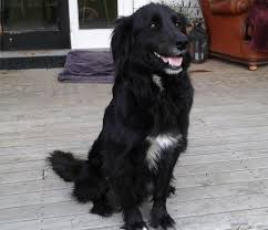 One of its parents is a natural swimmer while the other doesn't really mind playing in water. Border Collie Lab Retriever Mix Online Shopping