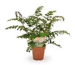 Image result for Didymochlaena