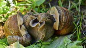 Zudem stehen sie unter naturschutz. Weinbergschnecke Freund Helfer Im Garten Ansiedeln Schutzen