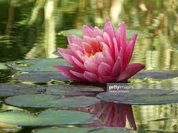 Water Lily Perry S Orange Sunset Lily Lotus Flowers Water Lily