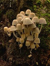 Image result for Coprinus micaceus