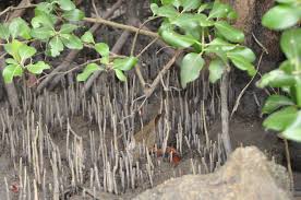 Image result for Avicenniaceae