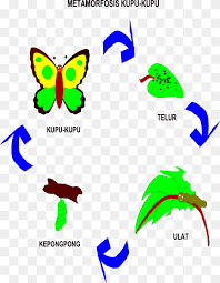 Selain kupu kupu, ada serangga lain yang memiliki kemiripan fisik dengan kupu kupu yakni memilik sayap sisik. Metamorfosis Kupu Kupu Metamorfosis Kupu Kupu Caterpillar Egg Kupu Kupu Sudut Daun Teks Png Pngwing
