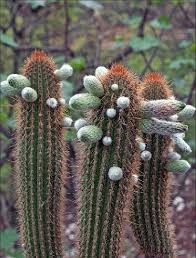 Image result for Cleistocactus