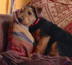 Browse and find puppies in scotland today, on the uk's leading dog only classifieds site. Airedale Puppies For Sale Scotland The Y Guide