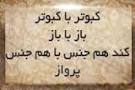 نتیجه تصویری برای ضرب المثل کبوتر با کبوتر باز با باز کند همجنس با همجنس پرواز را در یک بند توضیح دهید