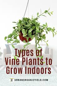 Different Types Of Indoor Vine Plants To Grow As Houseplants In 2020 Indoor Vines Plants Hanging Plants Indoor