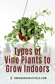 What plant has long vines? Different Types Of Indoor Vine Plants To Grow As Houseplants Indoor Vine Plants Indoor Vines Hanging Plants Indoor