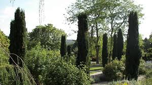 Den sudsteiermark garten erleben steirische geheimtipps. Mediterrane Ersatzpflanzen