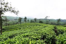 Vagamon A Bit Of Heaven On Earth Reviews Photos Vagamon Tripadvisor