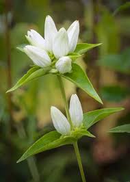 Image result for Gentiana asclepiadea alba