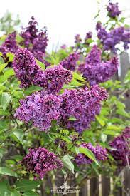 Pruning And Enjoying Lilacs Lilacs Lilac Plant Lilac Tree Plants