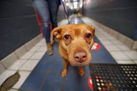 Disrepair at Indianapolis Animal Shelter adds to stress