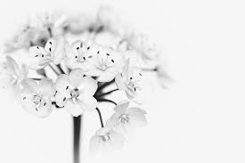 Explore and download more than million+ free png transparent images. Free Photo Leek Blossoms White White Flowers Flower Black And White Recording Close Hippopx