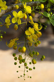 Image result for Cassia burttii