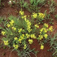 Image result for Gnidia