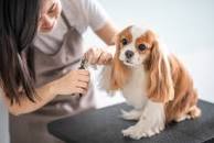 Image result for safe nail trimmer for dogs