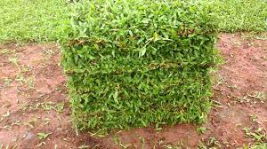 Harga jual rumput sintetis futsal dan dekorasi taman per meter sangatlah murah, karna kita dari distributor langsung dari jakarta yang menyediakan berbagai perlengkapan untuk keperluan lapangan sepak bola, lapangan golf dan dekorasi taman kota. Jual Rumput Hias Harga Murah Call Sms Wa 0812 4902 5398