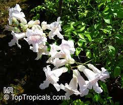 Image result for Podranea