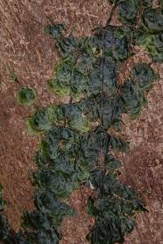Image result for Didymoglossum