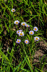 Image result for Callilepis laureola