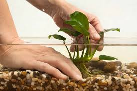 The perfect soil for aquarium plants and planted tanks about: Best Betta Substrate Why The Bottom Of Your Aquarium Matters