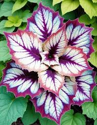 Image result for Coleus erici-rosenii
