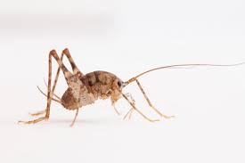 Spider crickets are voracious eaters. Cricket Bacteria Break Down Recalcitrant Waste Physics World