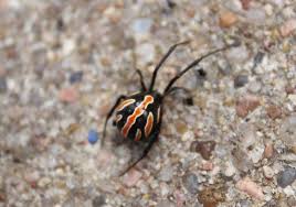 We did not find results for: Juvenile Southern Black Widow Latrodectus Bugguide Net