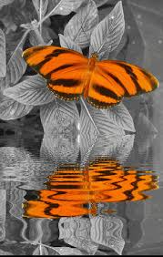 Find expert advice along with how to videos and articles, including instructions on how to make, cook, grow, or do almost anything. See Keith S S Animated Gif On Photobucket Click To Play Color Splash Photo Color Splash Beautiful Butterflies