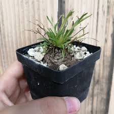 Image result for Aeollanthus subacaulis