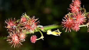 Image result for Triumfetta tomentosa