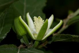 Image result for Grewia pachycalyx