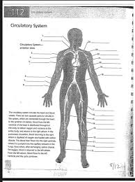 Blood vessels are found throughout the body. What Are The Largest Blood Vessels In The Body