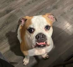 Elkhart County "New Beginning" Pet Rehoming group