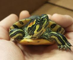 This subspecies of pond slider is native to the southeastern united states, specifically from florida to southeastern virginia, and is the most common turtle species in its range. Shutterflypaws Cute Baby Turtles Pet Turtle Tortoise Turtle