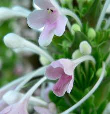 Image result for Motandra paniculata