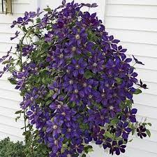 Open shrubby perennials that fill the middle ground; Purple Clematis Direct Gardening