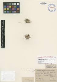 Image result for Pycreus sp.no.1